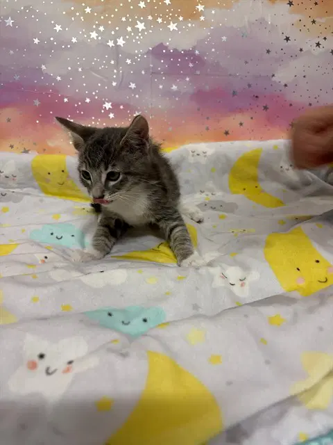 Oliver - Domestic Short Hair