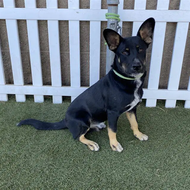 Max - German Shepherd Dog