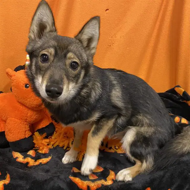 Max - Cardigan Welsh Corgi