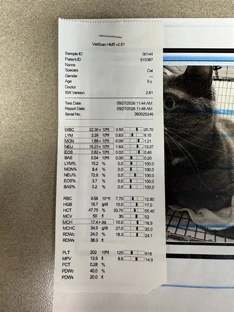 Macy - Domestic Short Hair