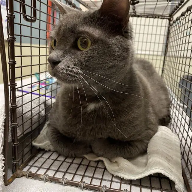 Macy - Domestic Short Hair