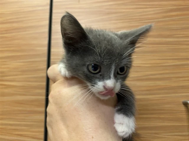 Smokie