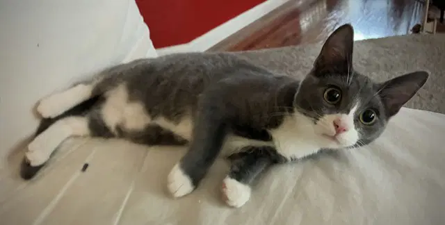 Smokie - Domestic Short Hair