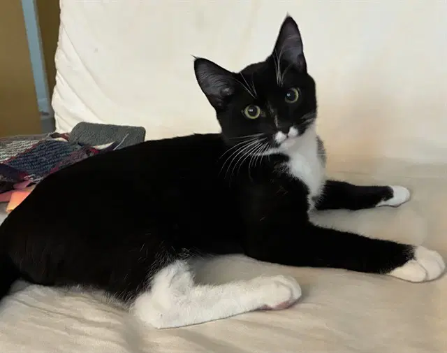 Ricky - Domestic Short Hair