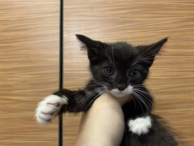 Sage - Domestic Short Hair