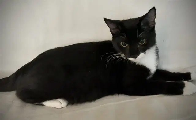 Sage - Domestic Short Hair