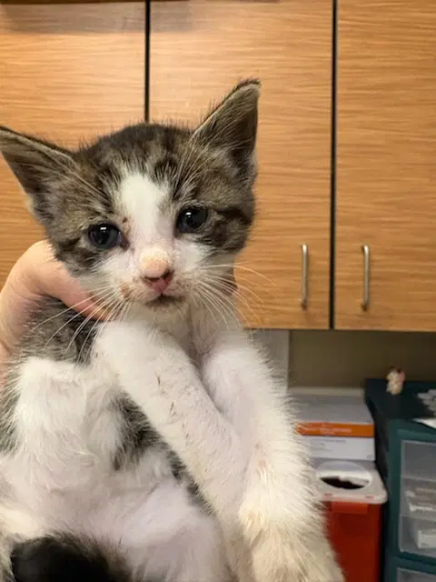 Felix - Domestic Short Hair