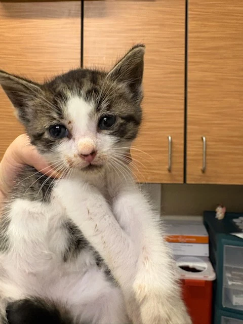 Felix