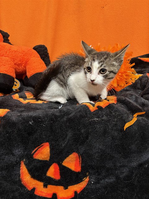 *LADY PURRS