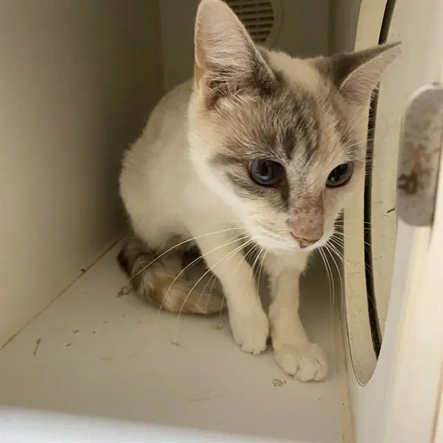 Barnaby - Domestic Short Hair