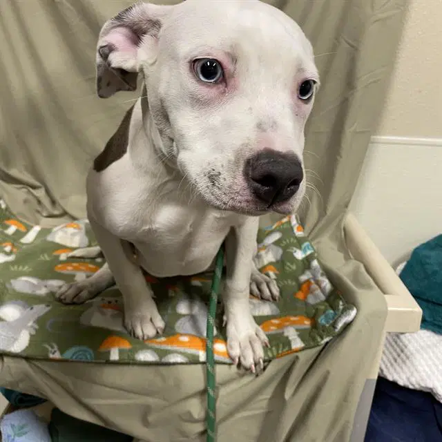 Blanca - American Pit Bull Terrier