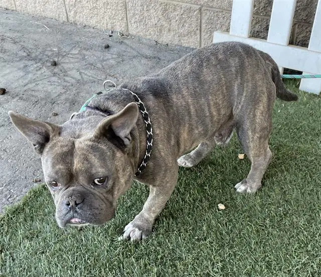 Chapo - French Bulldog