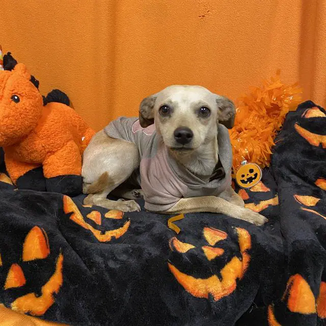 Max - Chihuahua