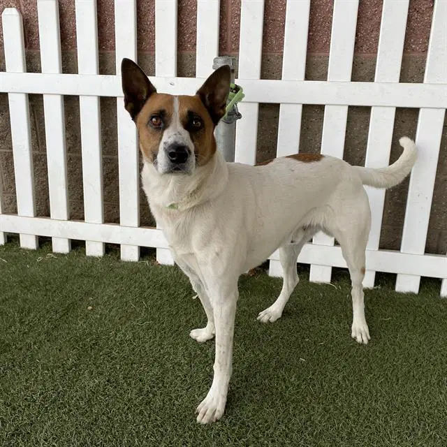 Max - Queensland Heeler