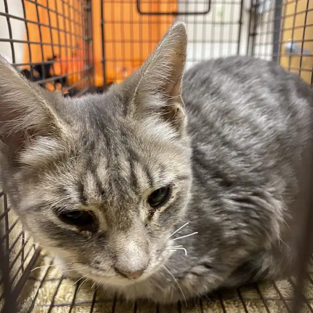 Oliver - Domestic Short Hair
