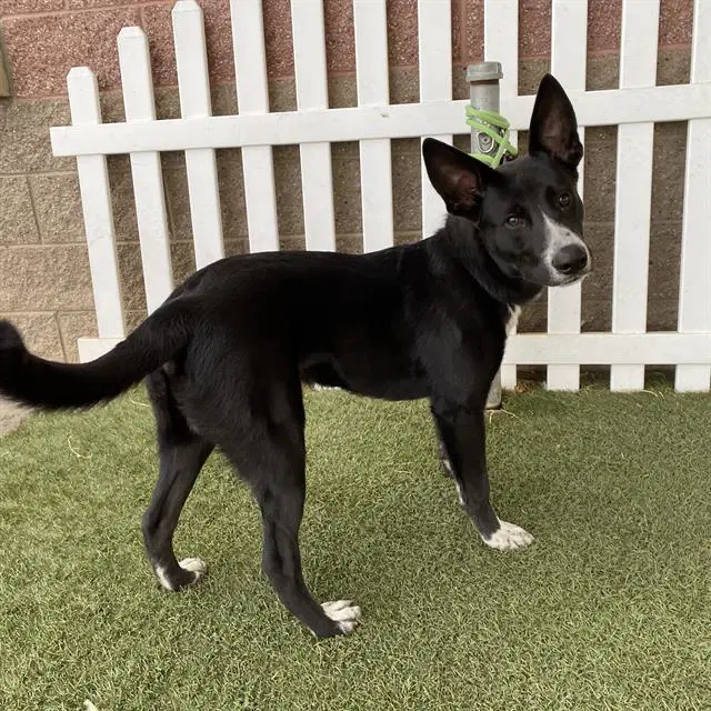 Max - Border Collie