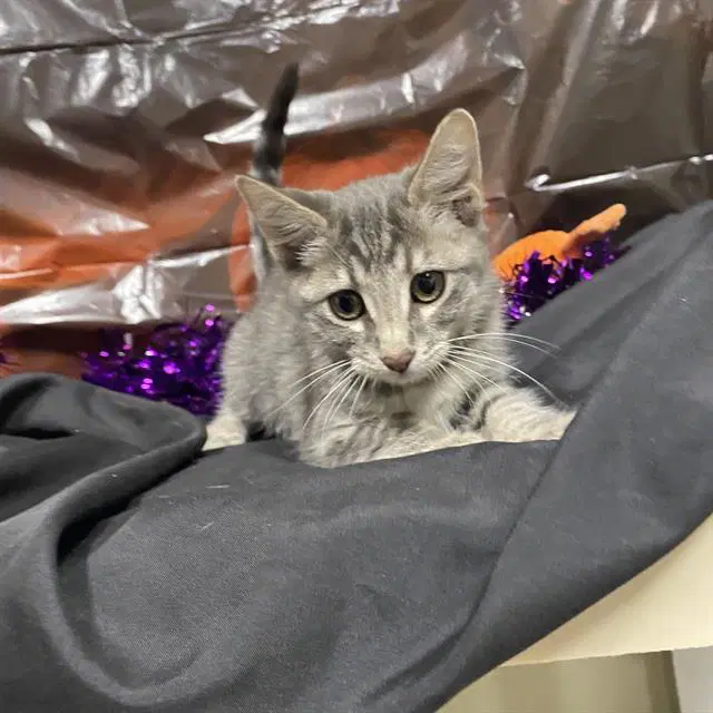Ash - Domestic Short Hair