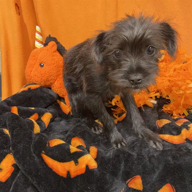 Max - Wirehaired Fox Terrier
