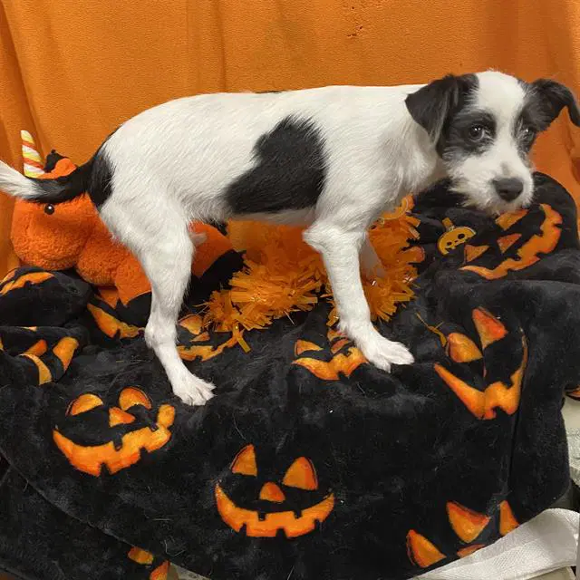 Max - Wirehaired Fox Terrier
