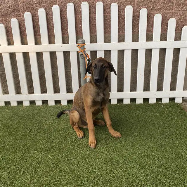 Max - Belgian Shepherd Malinois