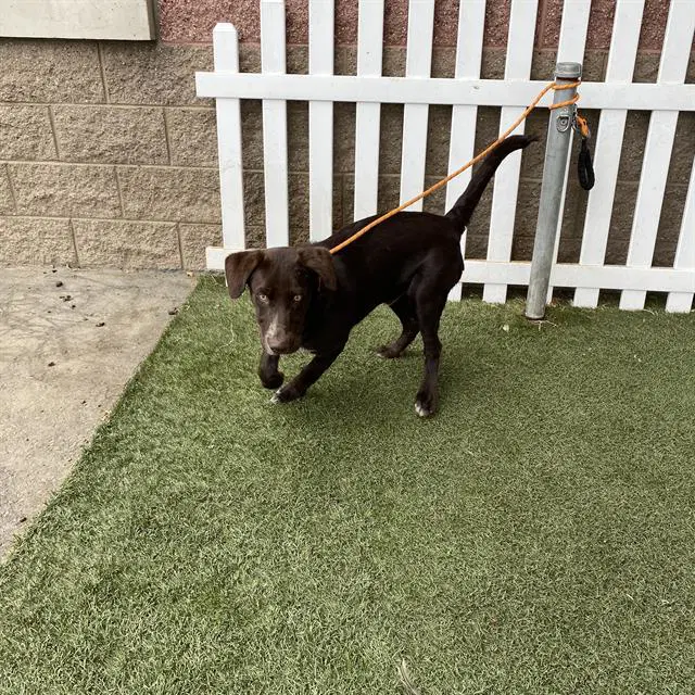 Max - Labrador Retriever
