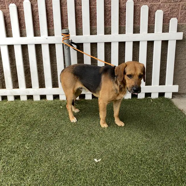Rover - Beagle