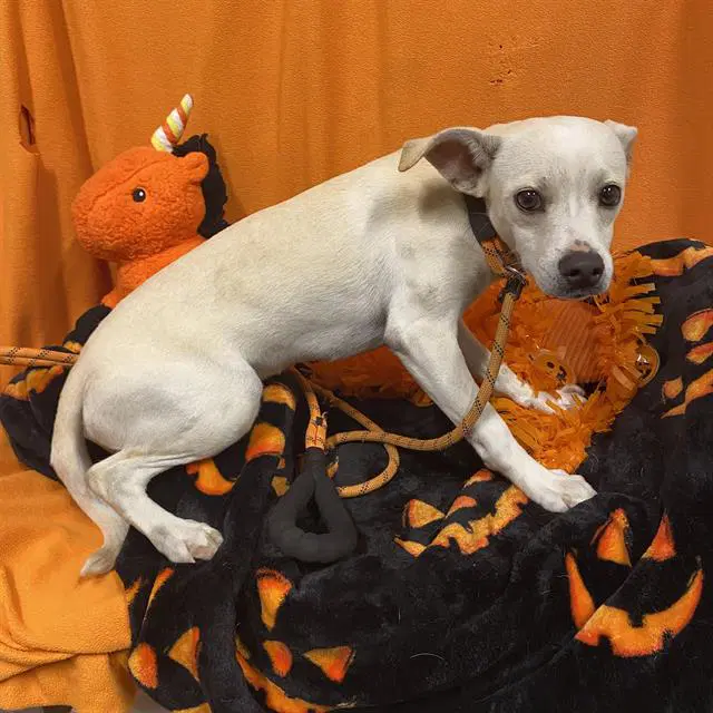 Max - Chihuahua