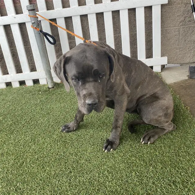 Max - Mastiff