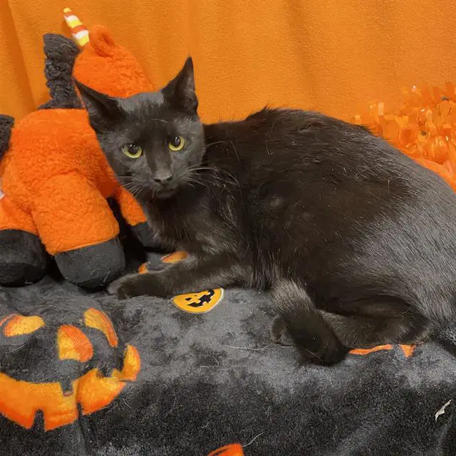 Luna - Domestic Short Hair