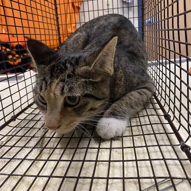 Oliver - Domestic Short Hair