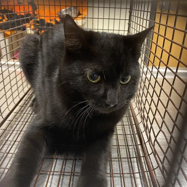 Luna - Domestic Short Hair
