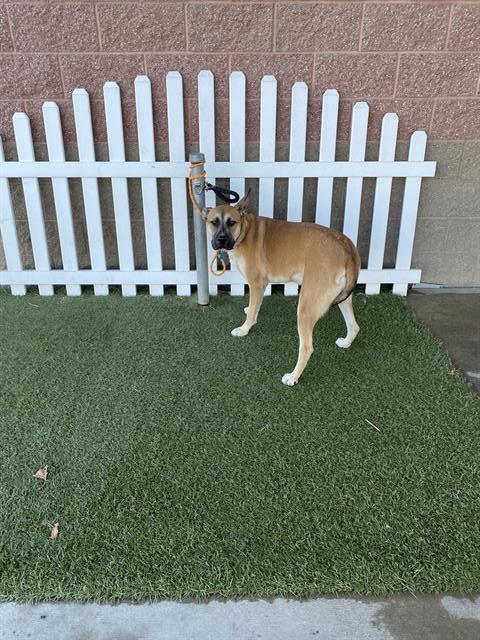 CANELA