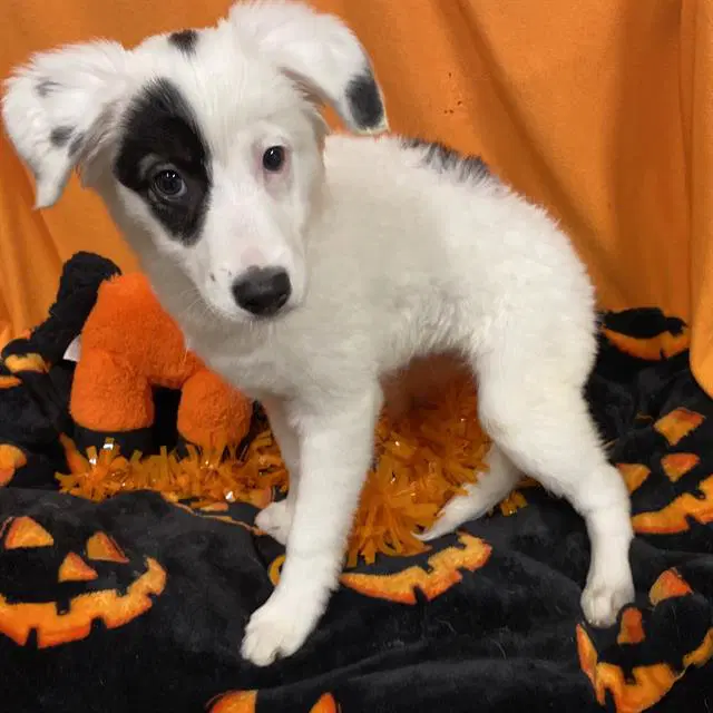 Max - Australian Shepherd