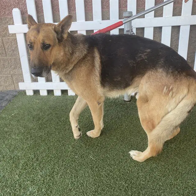 Max - German Shepherd Dog