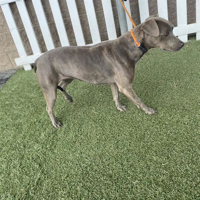 Max - Pit Bull Terrier
