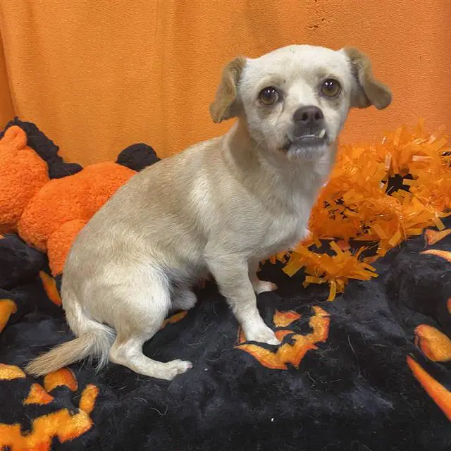 Max - Chihuahua