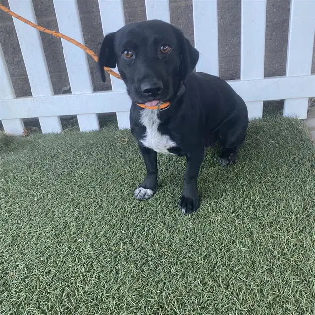 Max - Dachshund