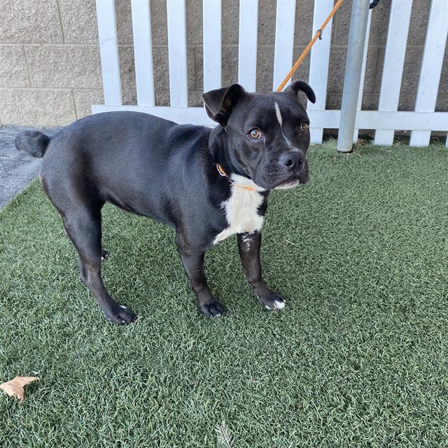 Max