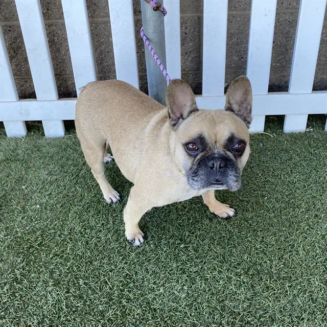 Chanel - French Bulldog