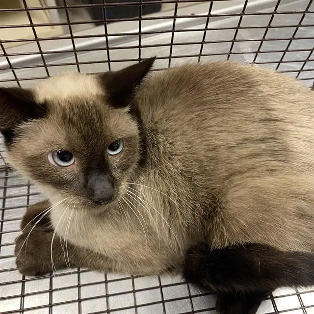 Oliver - Siamese