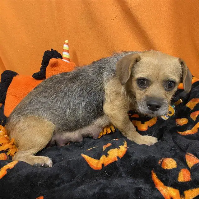 Max - Parson Russell Terrier