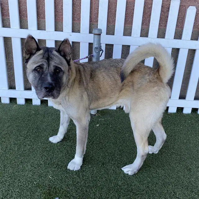 Max - Akita