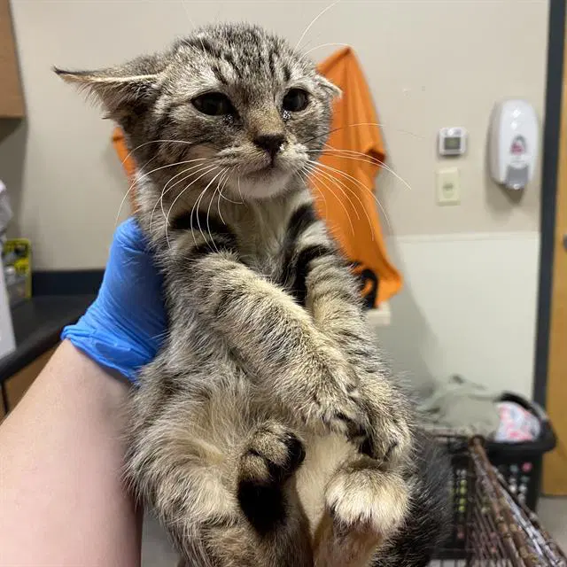 Oliver - Domestic Short Hair