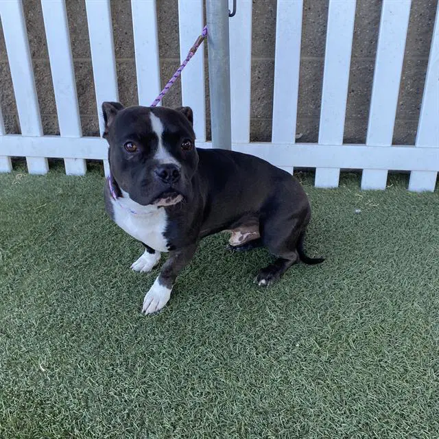 Max - Staffordshire Bull Terrier