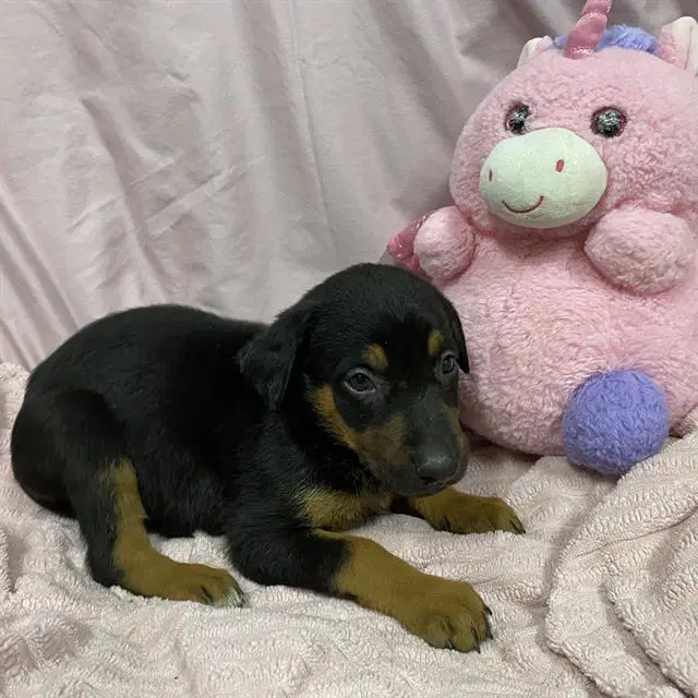 Briar Rose - German Shepherd Dog