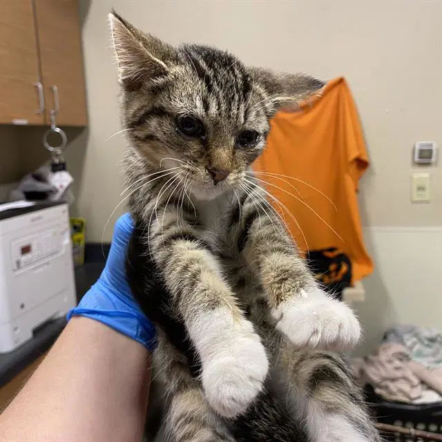 Luna - Domestic Short Hair