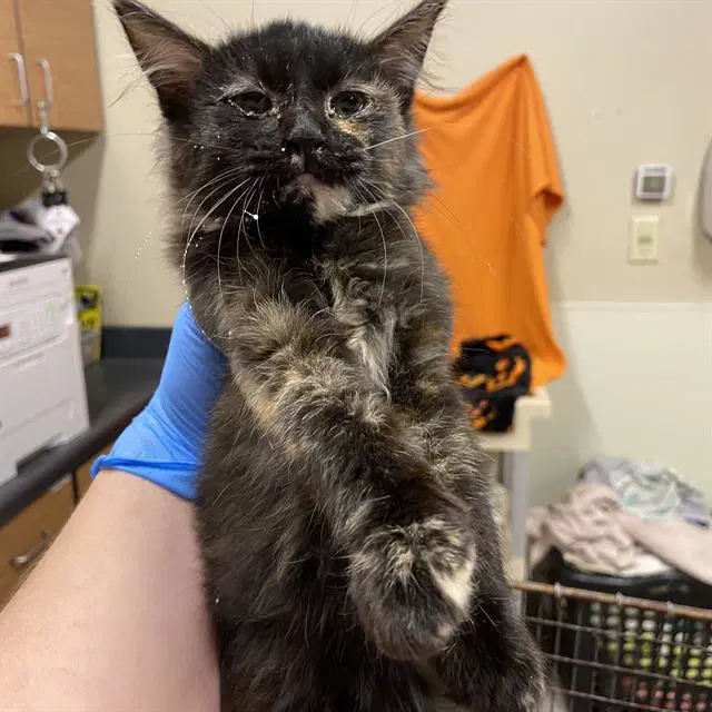 Barnaby - Domestic Long Hair