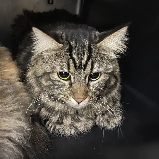 Tiger - Domestic Long Hair