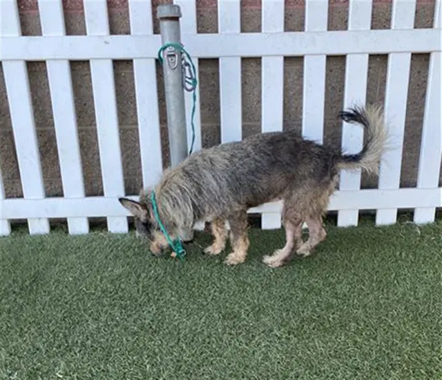 Smokey - Smooth Fox Terrier