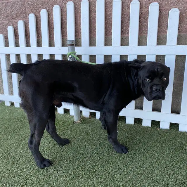 Max - Cane Corso Mastiff
